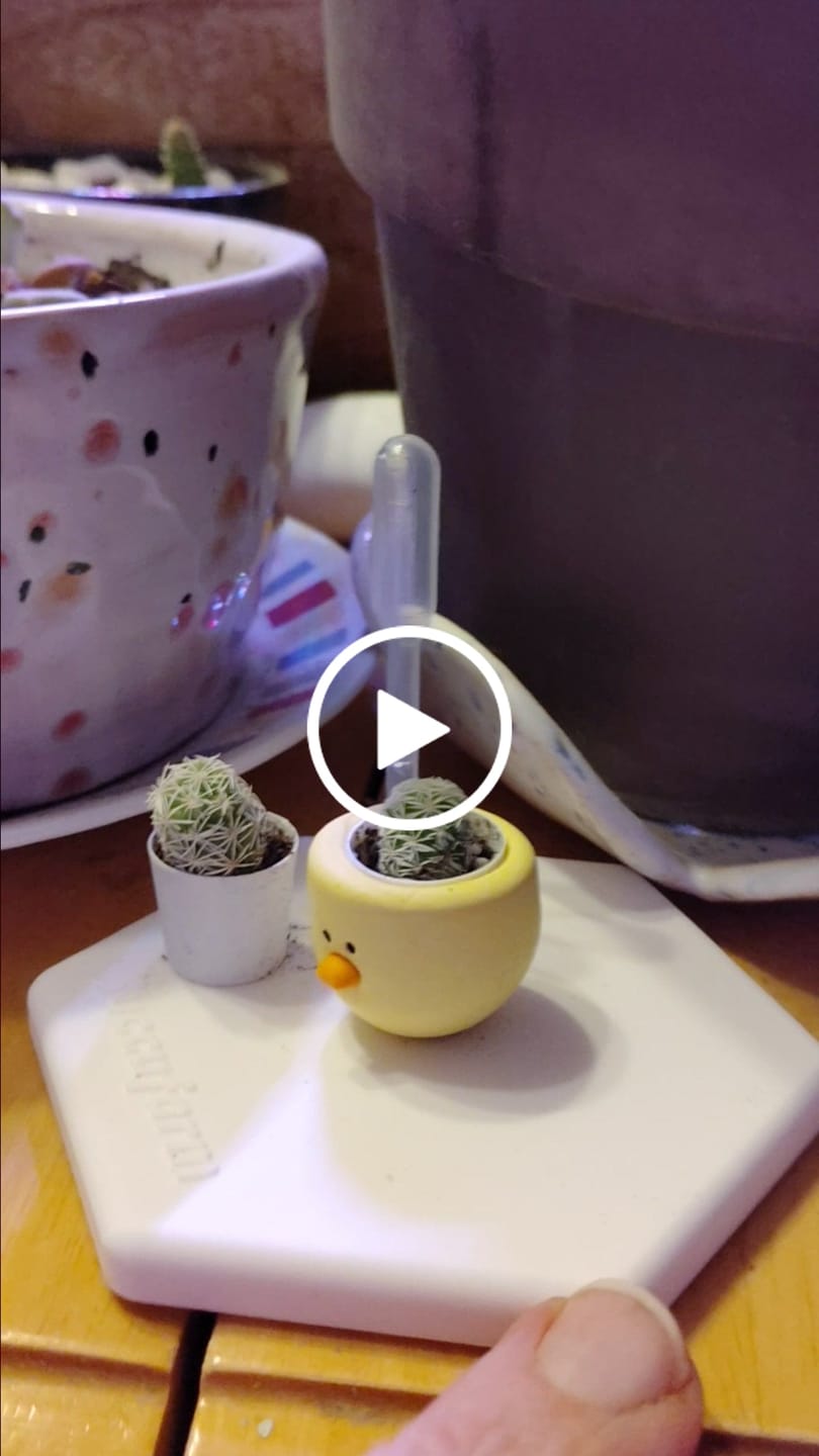 Customer video review of Chick Magnet