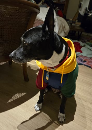 Customer photo review of Primary Color Block Dog Hoodie