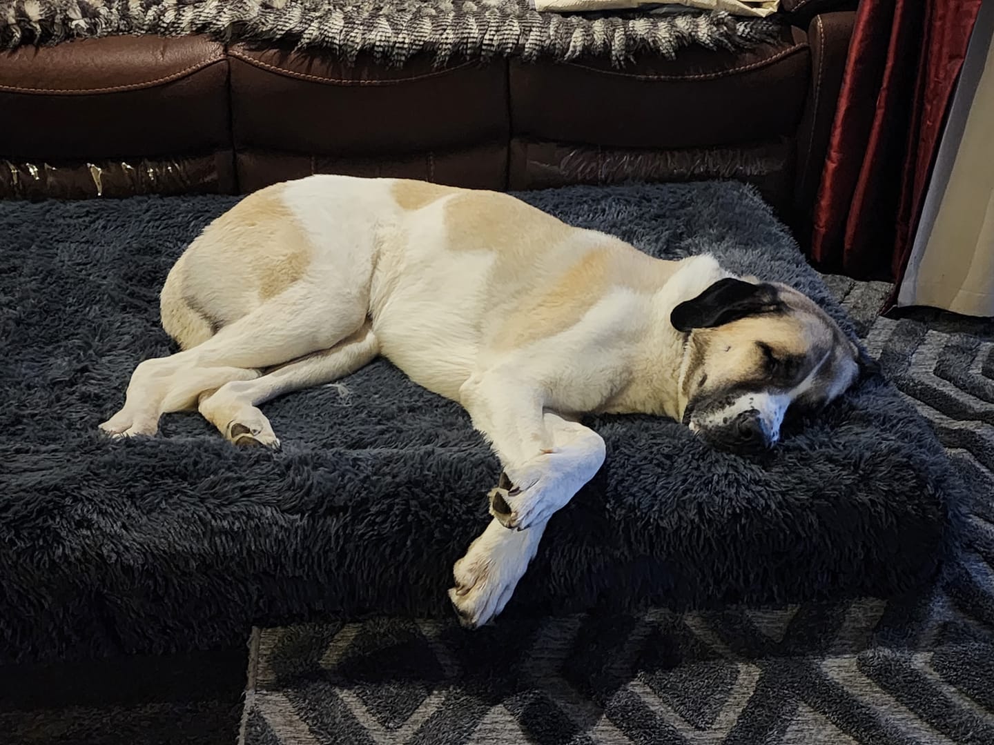 Customer photo review of Calming Cover