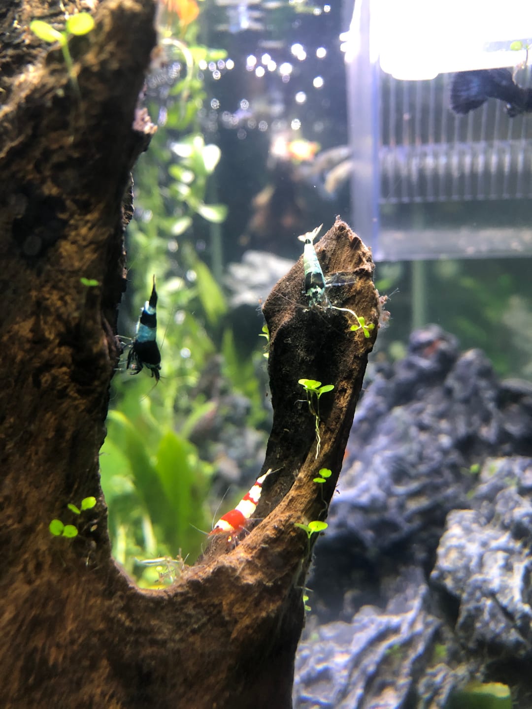 Customer photo review of Crystal Red Shrimp