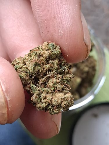 Customer photo review of Grapes & Cream THCA Flower