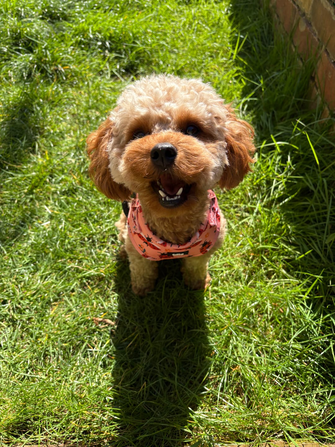 Customer photo review of Adjustable Dog Harness - Snug As A Lady Bug