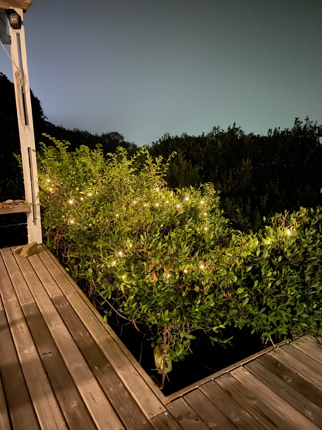 Customer photo review of Copper Wire Solar Fairy Lights