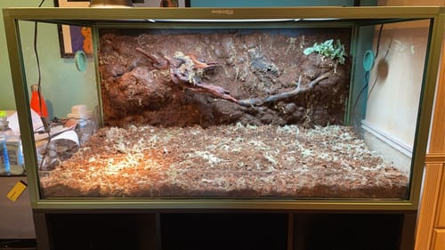 Customer photo review of 120 Gallon Bearded Dragon Enclosure 4x2x2