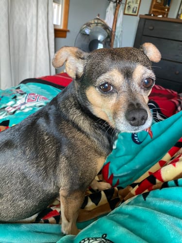 Customer photo review of FurLife™ - 12 Months Flea and Tick Tags for Dogs