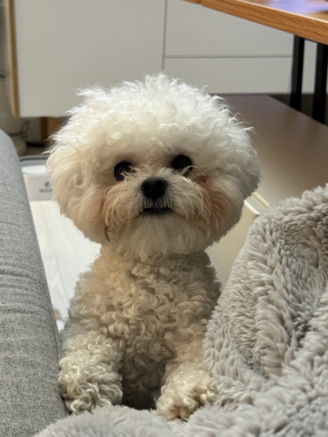 Customer photo review of Himalayan Yak Chew (SMALL)