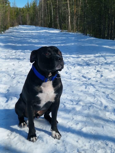 Customer photo review of Extreme Buckle Blått - Starkt och säkert halsband