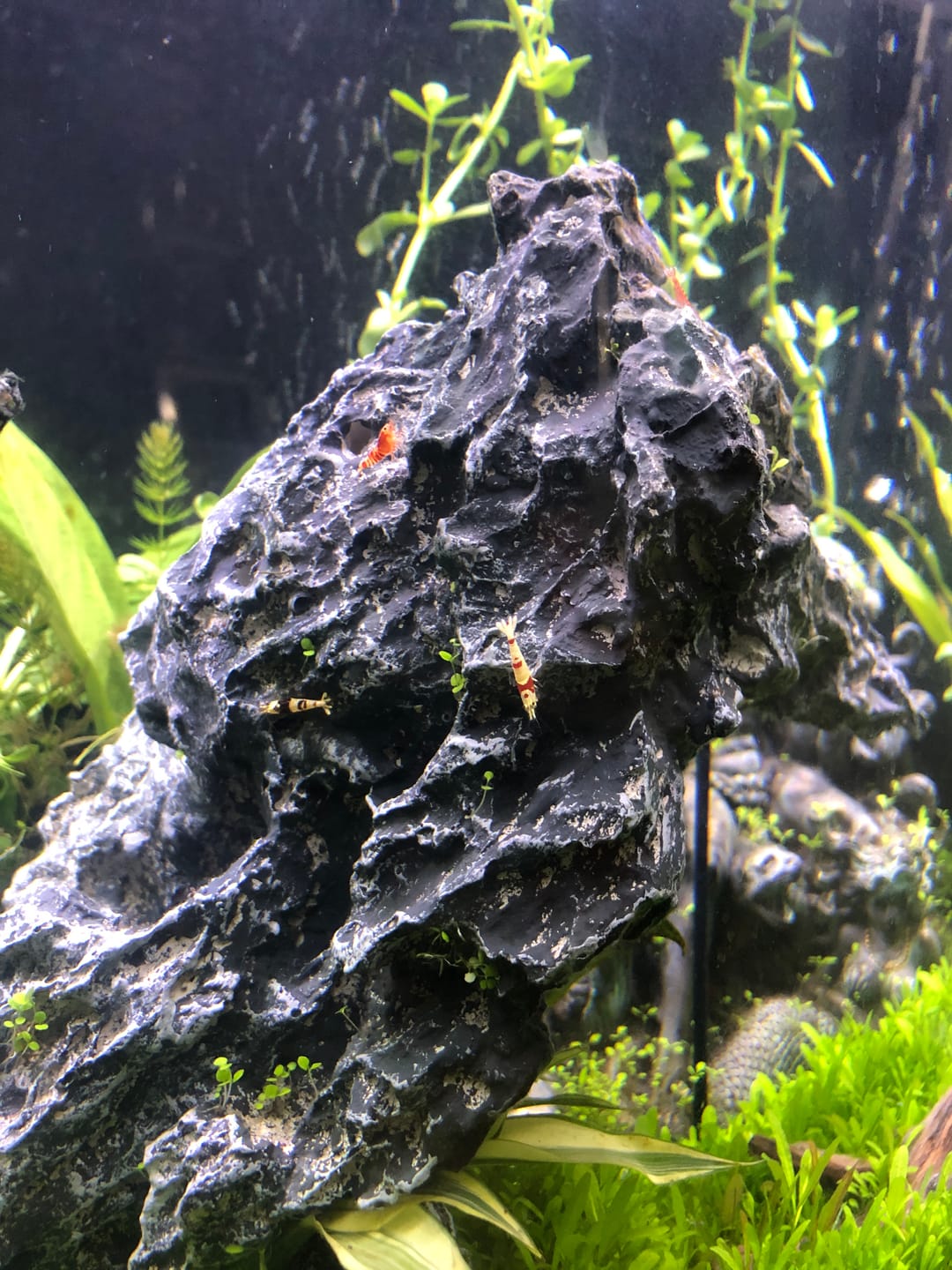 Customer photo review of Crystal Black Shrimp