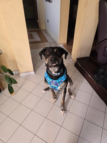 Customer photo review of Explorer Pack Tropical Blossom