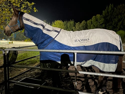 Customer photo review of Rambo Summer Series Disc Front