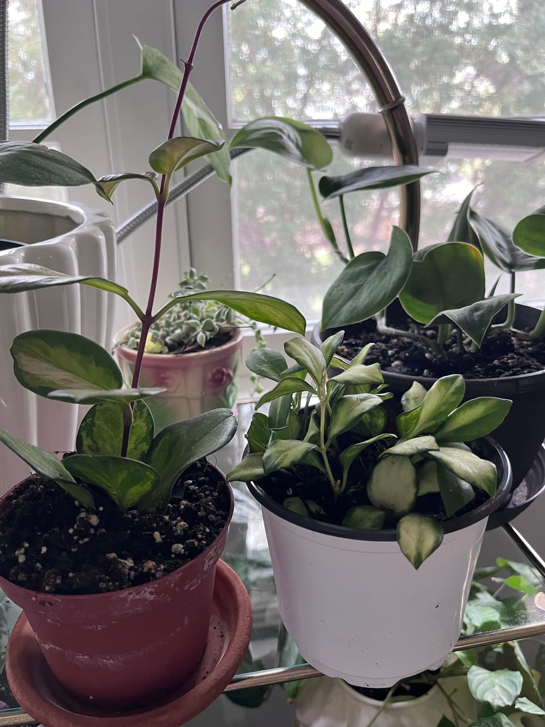 Customer photo review of Hoya australis 'Lisa'