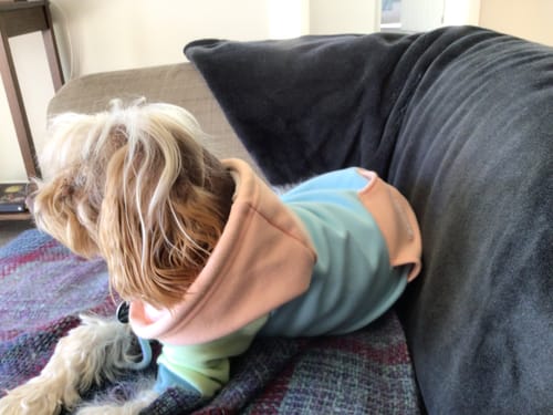 Customer photo review of Jelly Bean Dog Hoodie