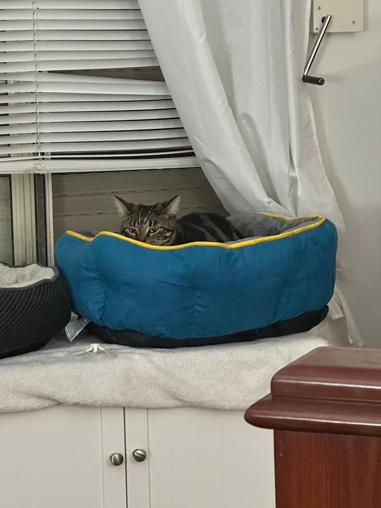 Customer photo review of PaWz Electric Pet Heater Bed Thermal Protection