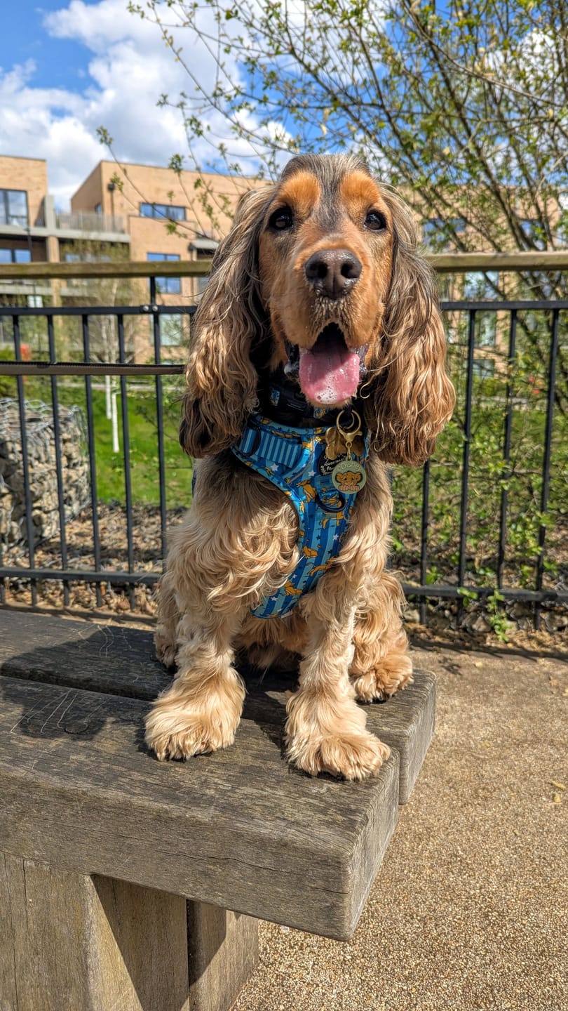 Customer photo review of Disney© Tough Trails™ Harness - Simba