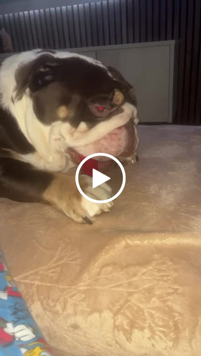 Customer video review of Pupco Nylon Tough Bone