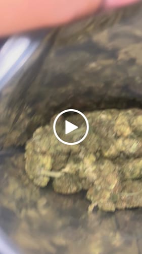 Customer video review of Girl Scout Cookies THCA Flower