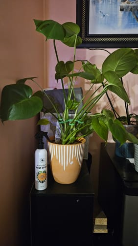 Customer photo review of Houseplant Pest Spray