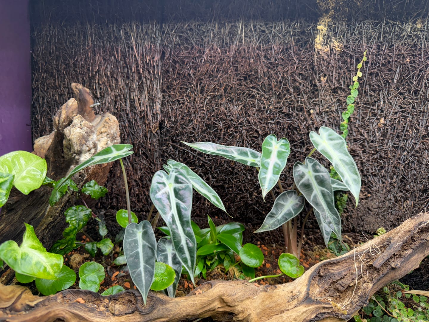 Customer photo review of ALOCASIA BAMBINO