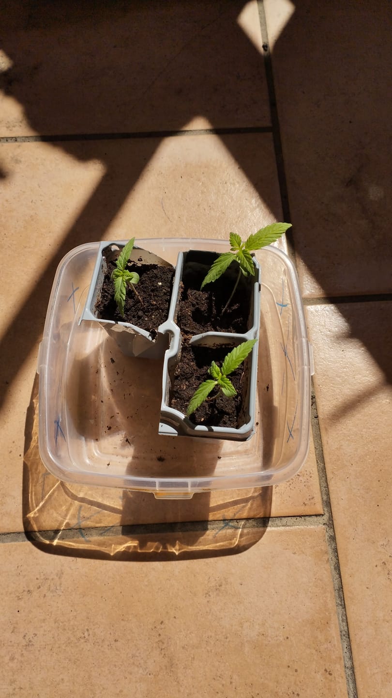 Customer photo review of Gelato F1 Cali Weed THC Samen – 50 Tage von Keimung bis Ernte – Autoflower – Die schnellsten Cannabis Samen der Welt