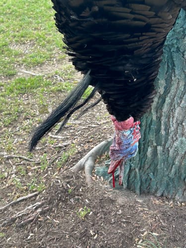 Customer photo review of Aluminum Over Slate Pot Call - All Weather