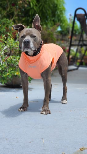 Customer photo review of Sunblock Dog T-Shirt - Peach
