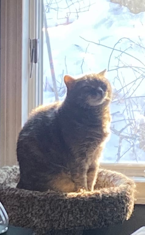 Customer photo review of Cat Eye Infection & Vision Support Remedy