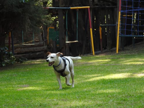 Customer photo review of CT6479 1 Pieza De Pechera Para Mascota