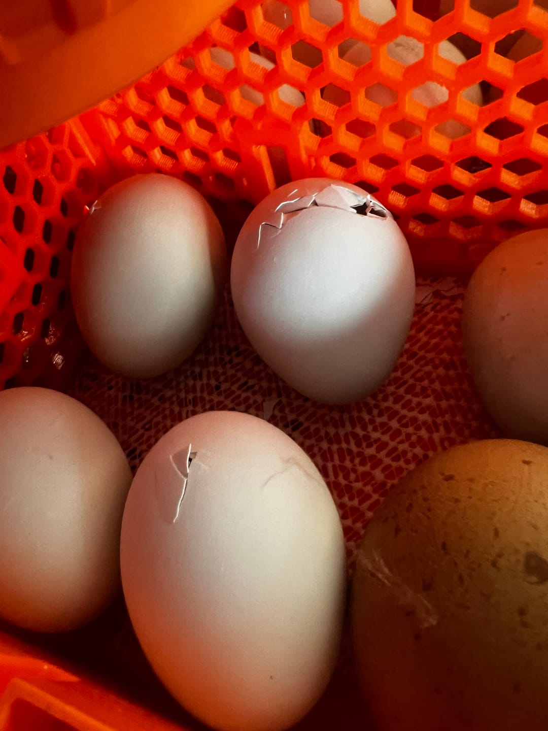 Customer photo review of Egg Incubator -25 Egg Capacity