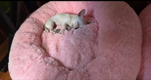 Customer photo review of Cama Antiestrés para Perros