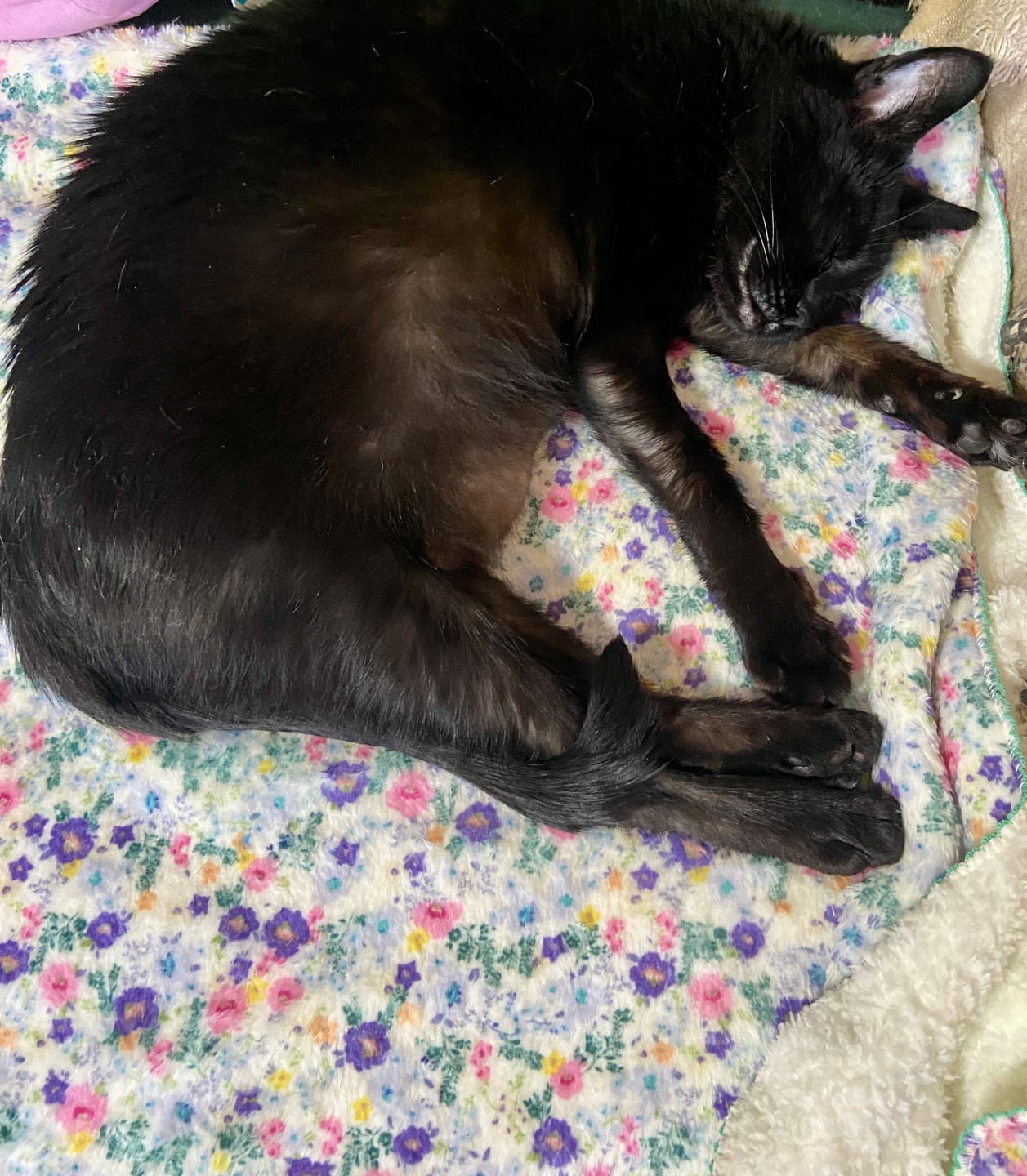 Customer photo review of Cottage Garden Blanket