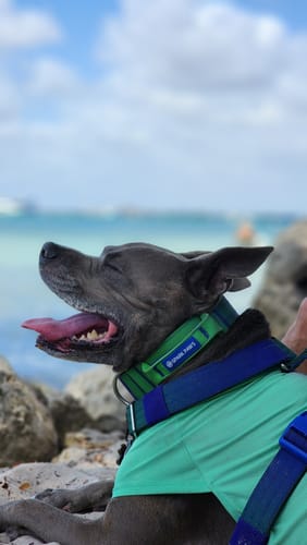 Customer photo review of Comfort Control Collar - Lime Wave