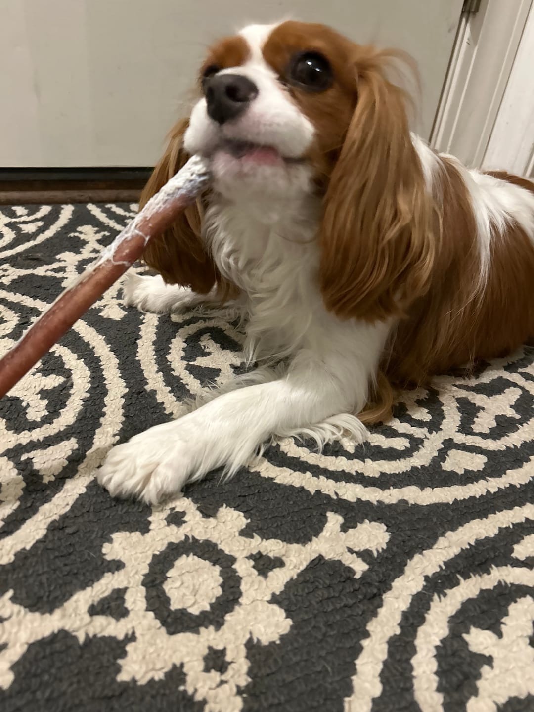 Customer photo review of Small Bully Sticks 5-6"