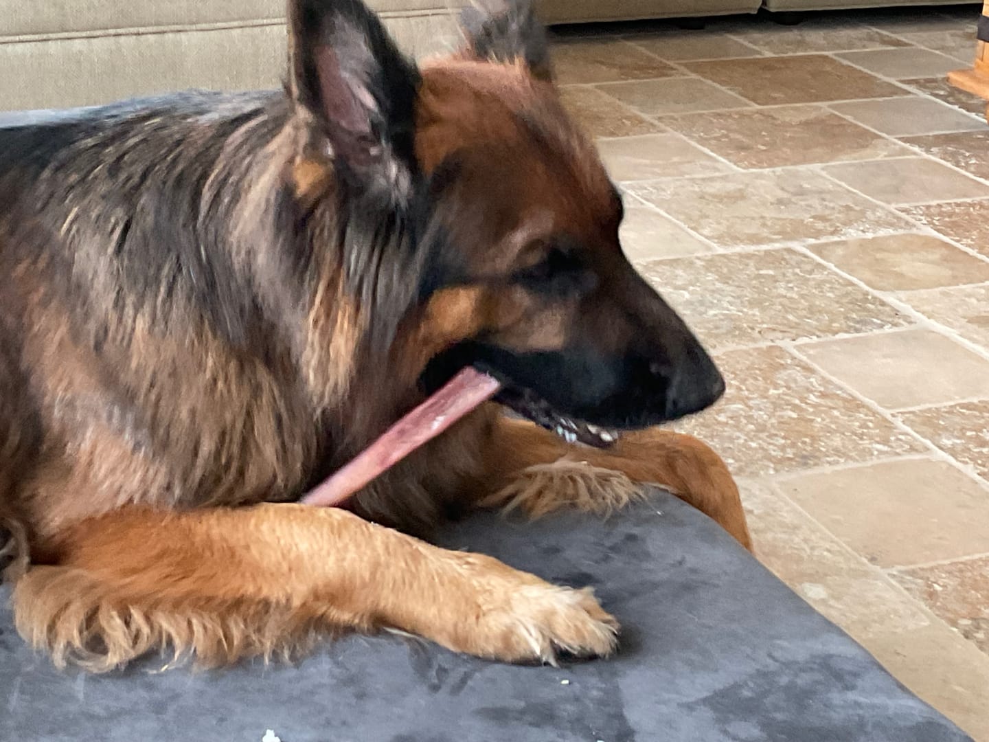 Customer photo review of 12 Inch Extra Thick Bully Sticks