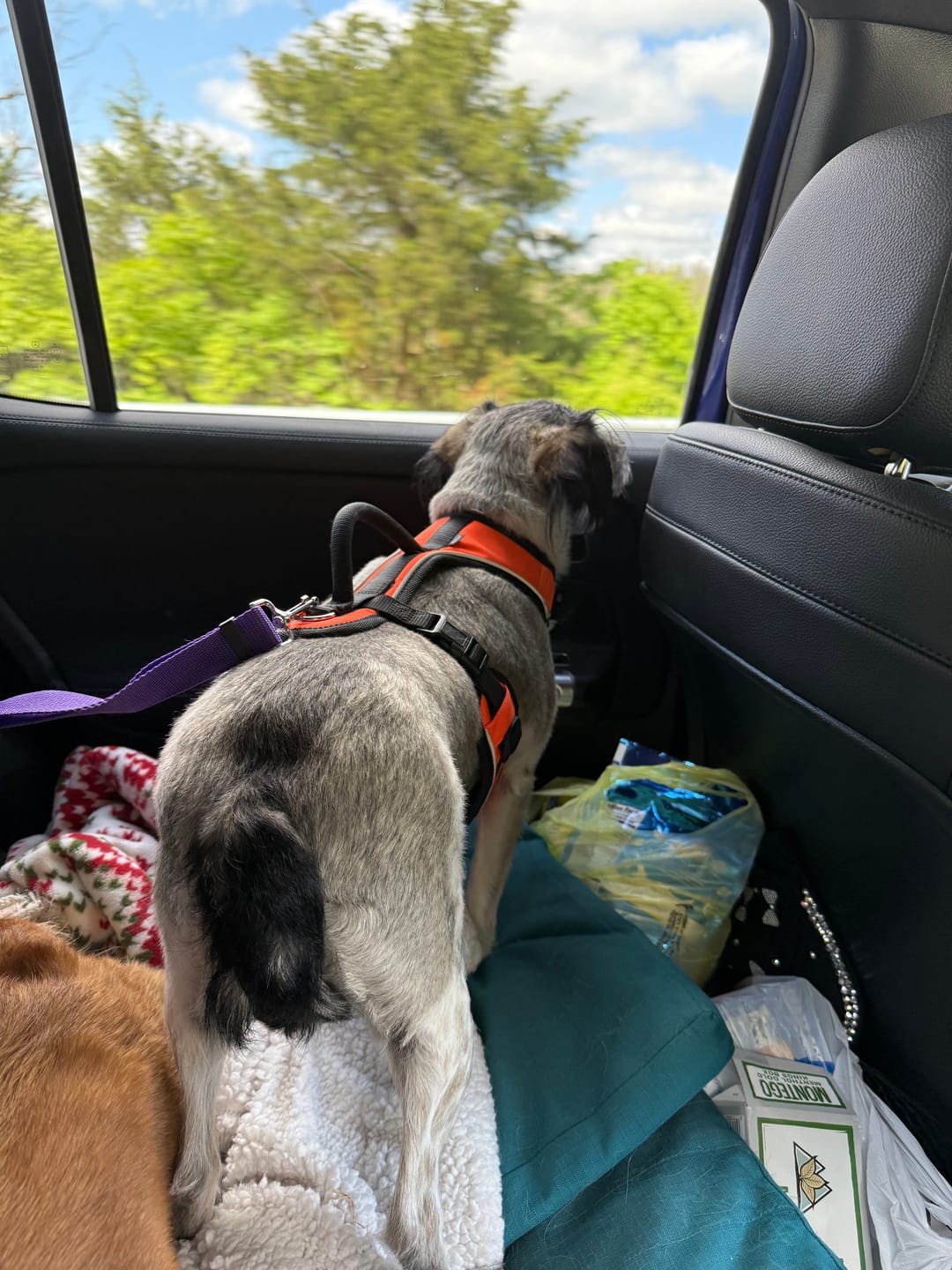 Customer photo review of 2 Pack Headrest Car Dog Safety Seatbelt