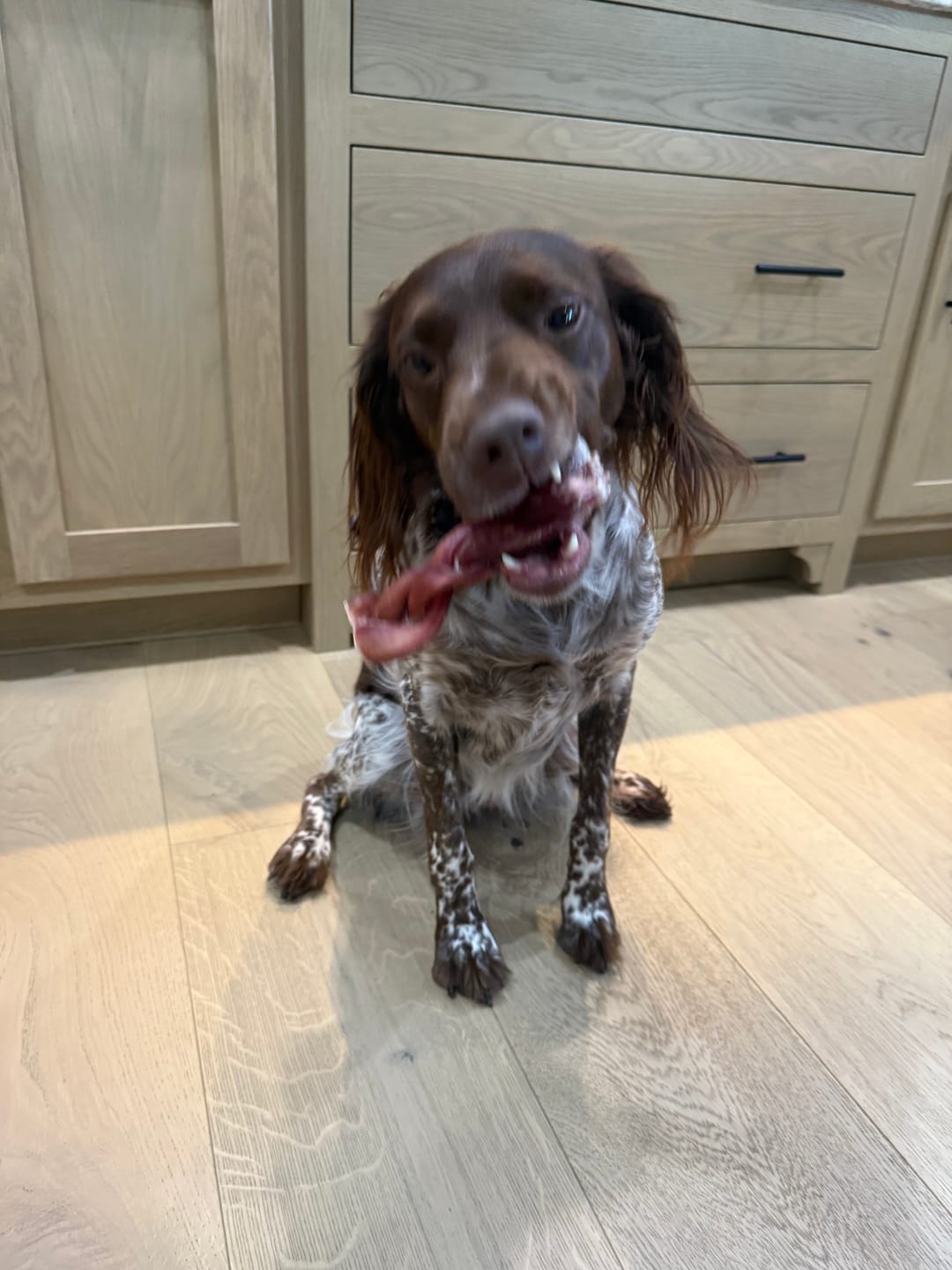 Customer photo review of 6 Inch Thick Braided Bully Stick