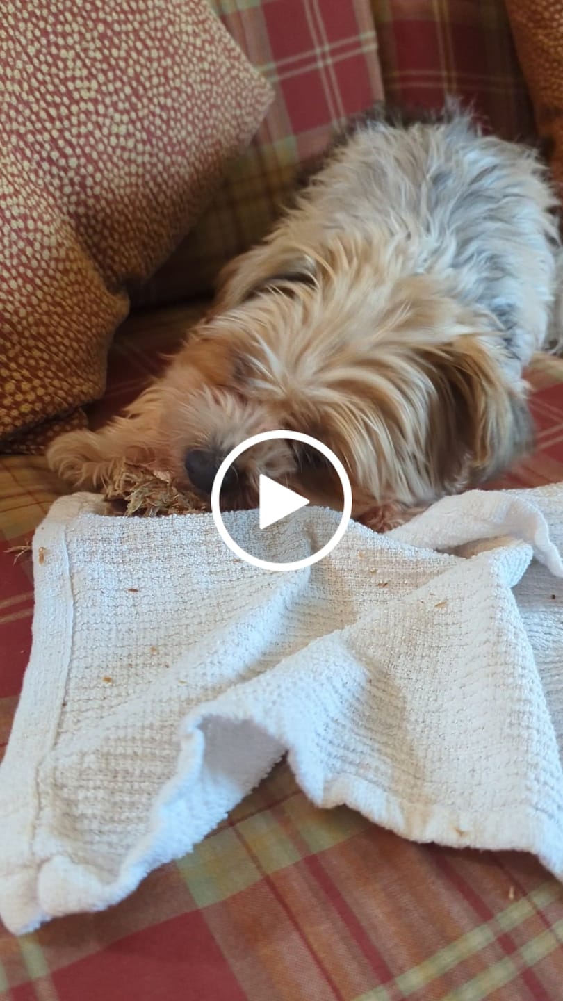 Customer video review of 6 Inch Braided Jerky Stick