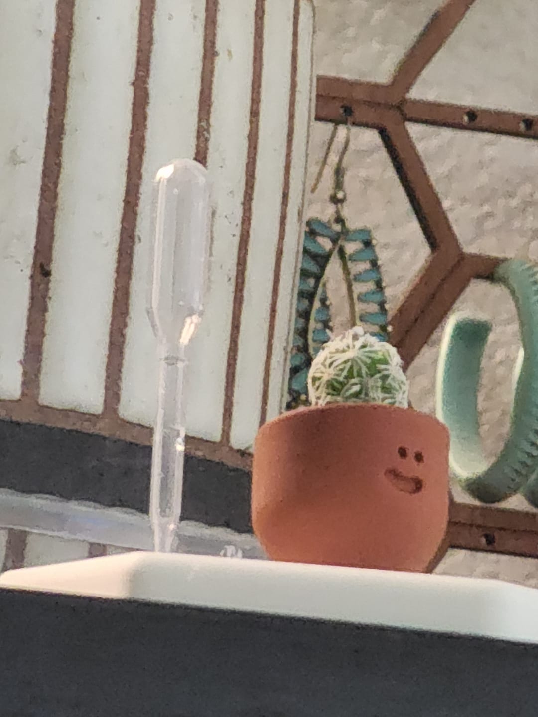 Customer photo review of Thimble Cactus