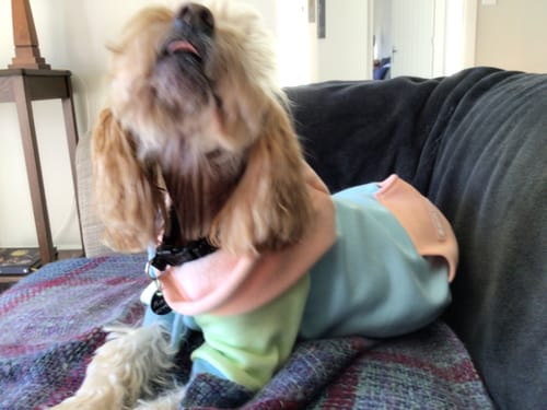 Customer photo review of Jelly Bean Dog Hoodie