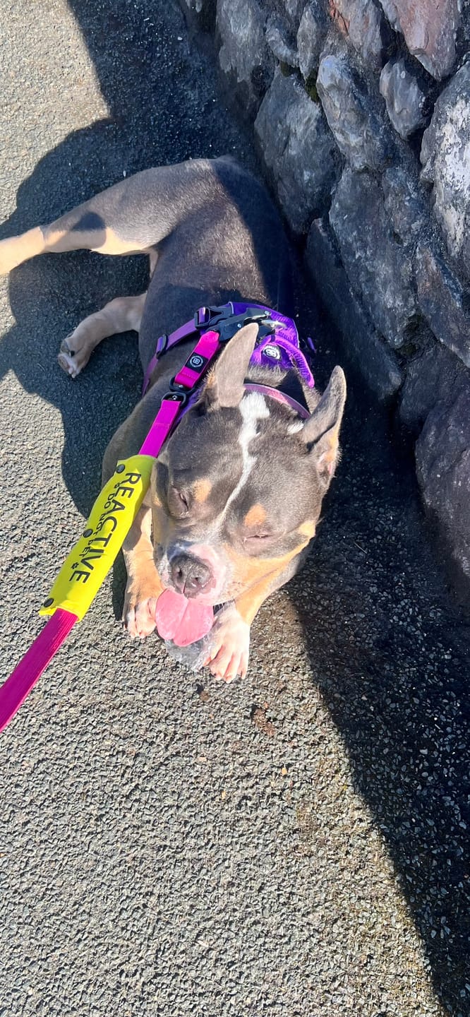 Customer photo review of Air Harness | Anti-Pull & With Handle - Purple