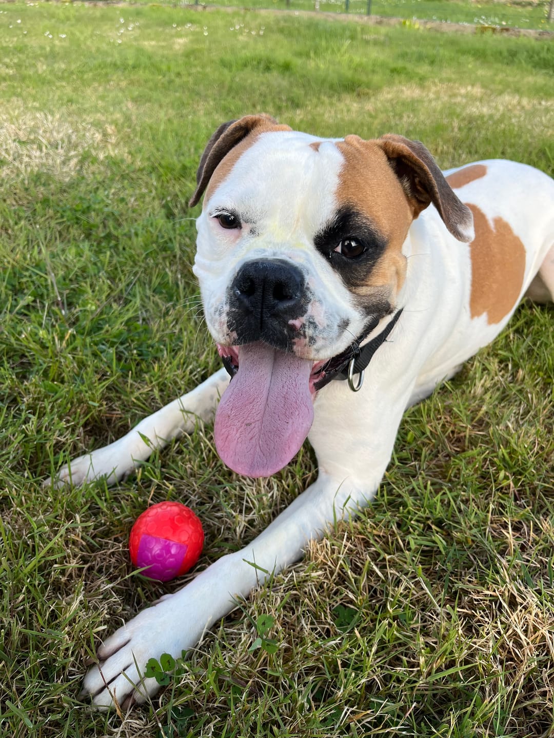 Customer photo review of Pâtées riches en bœuf& aux petits pois (chien adulte)