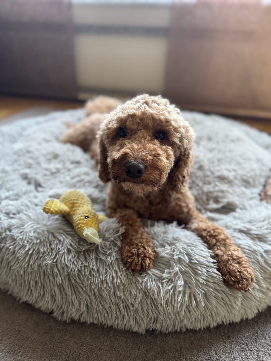 Customer photo review of Allergietest Pro Hund
