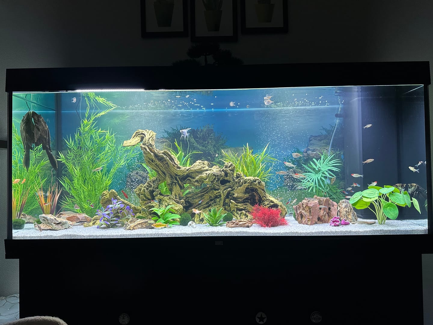Customer photo review of Aquarium Rio 450 LED Noir Équipé JUWEL - 450L