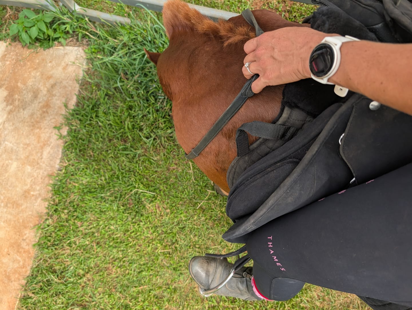 Customer photo review of Thames Ascot Riding Tights - Black + Pink