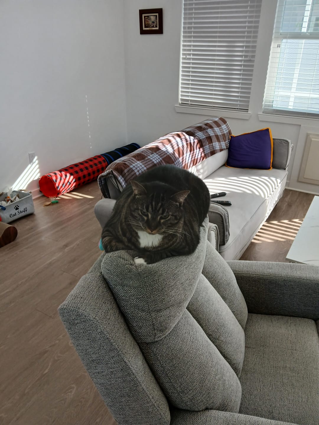 Customer photo review of Royal Canin Veterinary Diet - Urinary SO + Calm Dry Cat Food