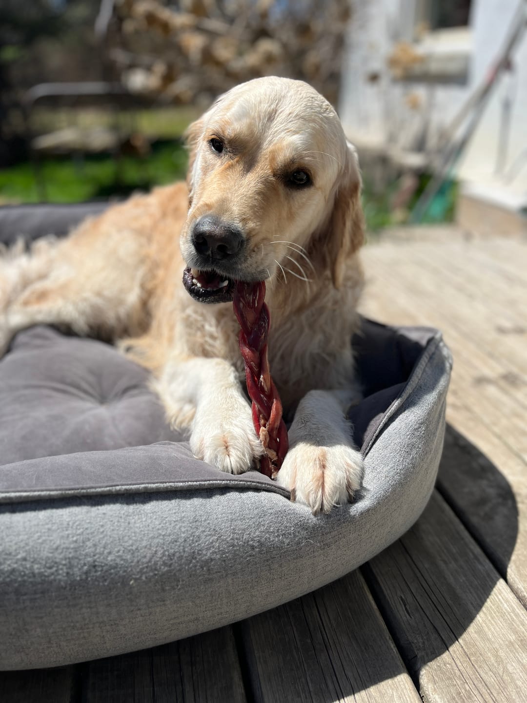 Customer photo review of 12 Inch Standard Braided Bully Stick