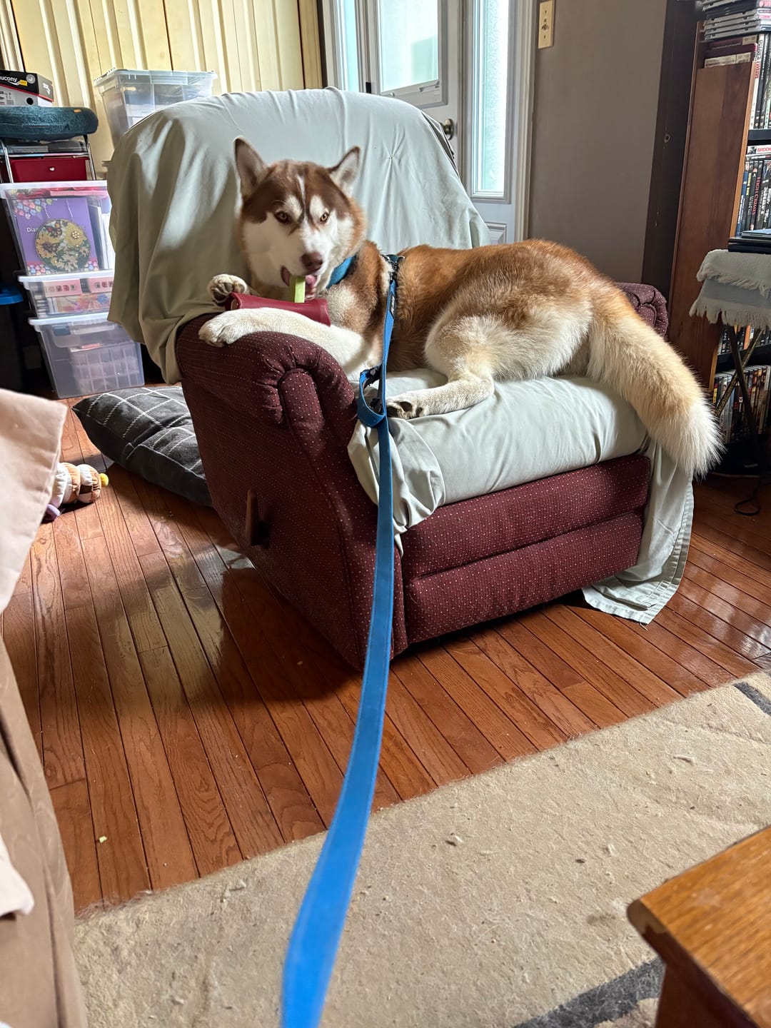 Customer photo review of Mint Himalayan Yak Chew (MEDIUM)