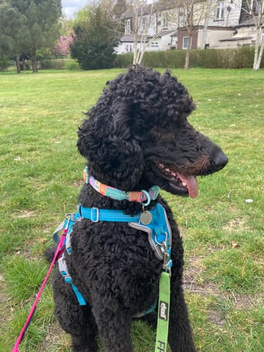 Customer photo review of Collar - Spongebob