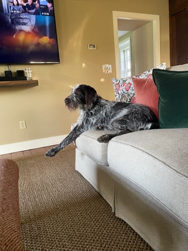 Customer photo review of FurLife™ 8 Months Flea and Tick Free