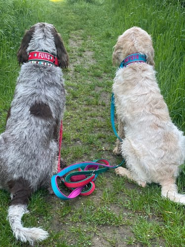 Customer photo review of Neoprene Half-Check Dog Collar with Name - XL | 4Kyon