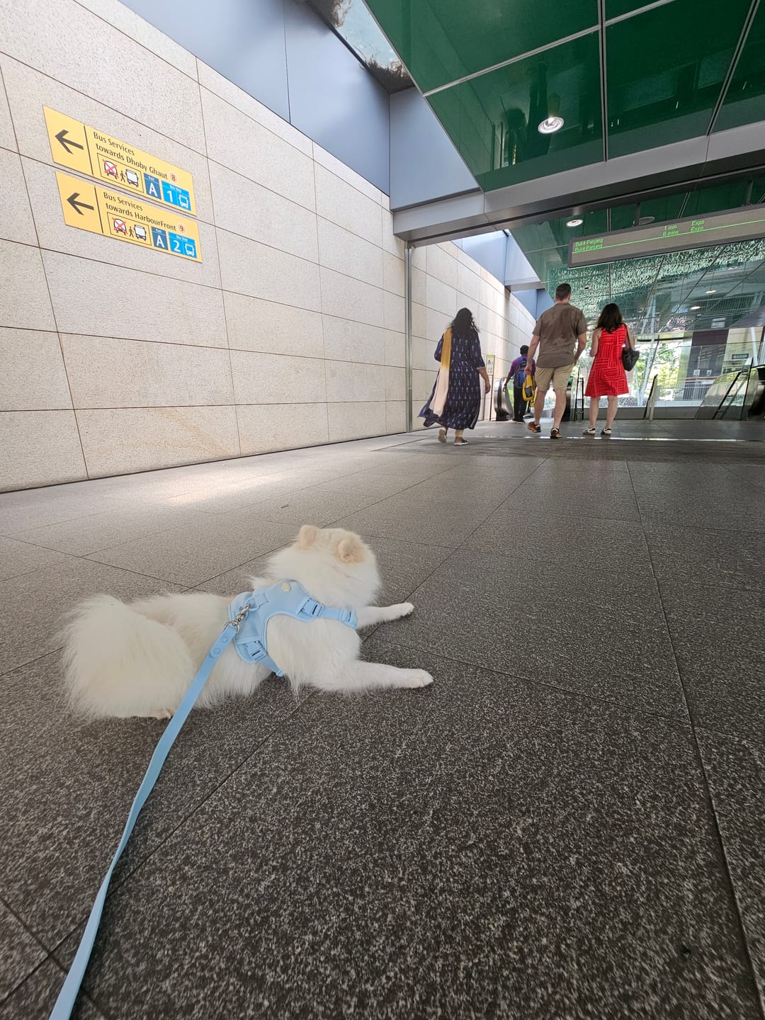 Customer photo review of Macaron Leash  Ver.2 (NEW!)